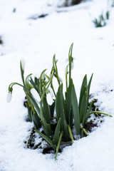 elves snowdrop banner spring flower with lots of copy space or your text on the left side