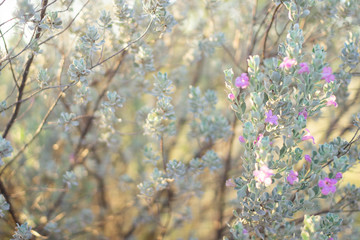 Beautiful small purple flower. Bright summer background with green and yellow bokeh