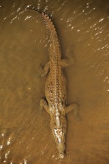 Crocodile Tarcoles river