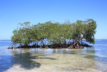 Mangroven am Strand