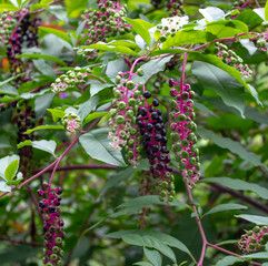 Bunches of rare black wild berries on the Black Sea coast in Sochi