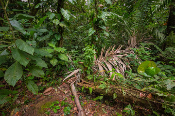 Amazon. Tropical Rainforest. Jungle Landscape. Amazon Yasuni National Park, Ecuador. South America.