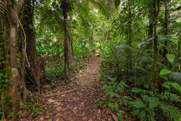 Obraz premium Amazon. Tropical Rainforest. Jungle Landscape. Amazon Yasuni National Park, Ecuador. South America.