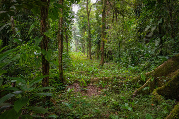 Fototapeta na wymiar Amazon. Tropical Rainforest. Jungle Landscape. Amazon Yasuni National Park, Ecuador. South America.