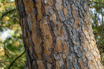 Obraz premium Bark of Italian Stone pine (Pinus pinea). The brown bark texture of old tree as original natural texture for background. Nature concept for design. Selective focus