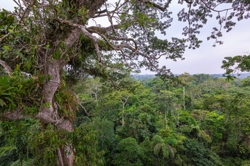 Fototapeta premium Amazon. Tropical Rainforest. Jungle Landscape. Amazon Yasuni National Park, Ecuador. South America.