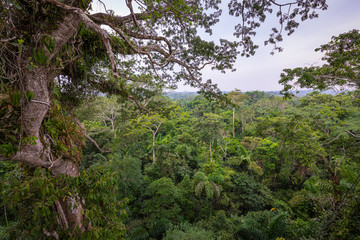 Obraz na płótnie Canvas Amazon. Tropical Rainforest. Jungle Landscape. Amazon Yasuni National Park, Ecuador. South America.
