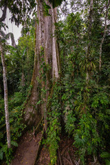 Amazon. Tropical Rainforest. Jungle Landscape. Amazon Yasuni National Park, Ecuador. South America.