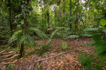 Amazon. Tropical Rainforest. Jungle Landscape. Amazon Yasuni National Park, Ecuador. South America.