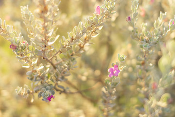 Plants with small blue-gray leaves and purple flowers close-up with beautiful bokeh.  Plant in Texas, USA. Beautiful small purple flower. Bright summer background with green and yellow bokeh