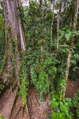 Amazon. Tropical Rainforest. Jungle Landscape. Amazon Yasuni National Park, Ecuador. South America.