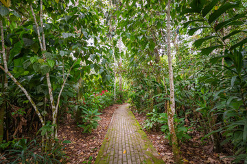 Amazon. Tropical Rainforest. Jungle Landscape. Amazon Yasuni National Park, Ecuador. South America.