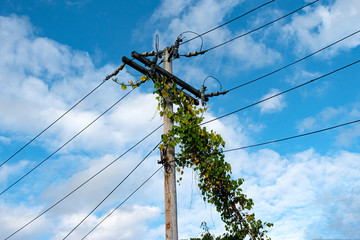 Vine growing towards power lines in Windsor NY