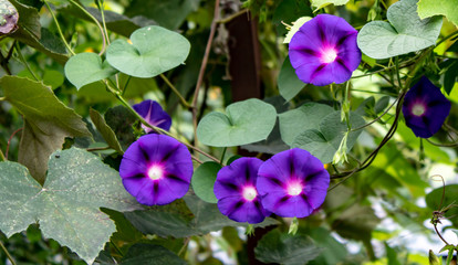 Purple wein stifling lantern among green leaves