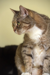 striped with white   cat