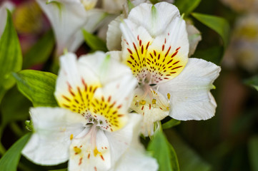 Fototapeta premium Beautiful gift bouquet of various colorful decorative summer flowers