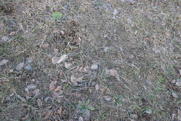 grass and leaves after snow