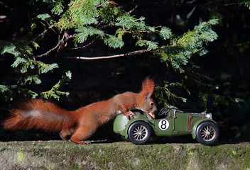 Eichhörnchen