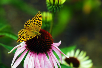 Beautiful butterfly pollinates flowers in the garden in spring or summer.