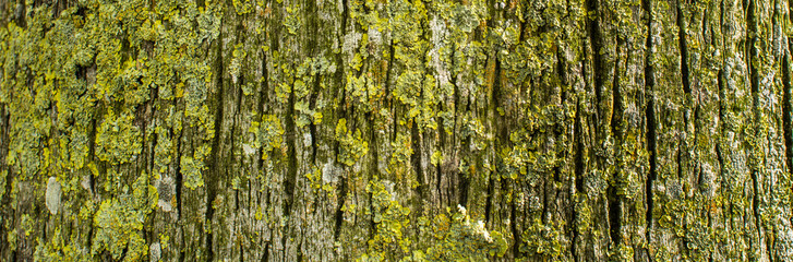 Moss tree background in the forest panorama view