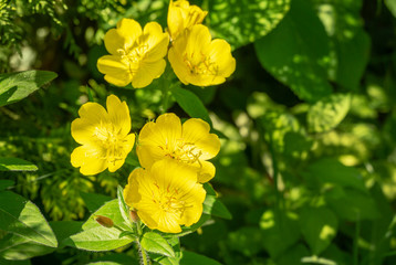 Bright yellow flowers Evening Primrose (Oenothera biennis) bouquet on dark green leaves background.The sunny rays fall on yellow petals of Primrose. Amazingly natural composition