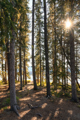 Pine trees with sunlight in forest at national park