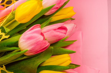 Background for a greeting card - a bouquet of fresh pink and yellow tulips