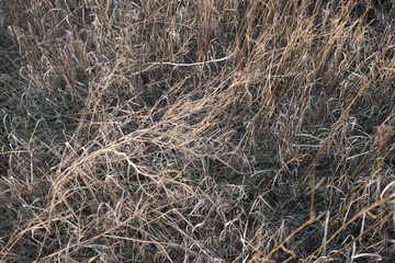 Fototapeta na wymiar dry grass