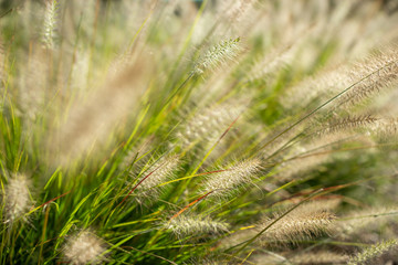 Grass seeds. Fluffy yellow spikelets of grass on a background of a bush of green grass. Shaggy pods in which there are grass seeds. Beautiful green eco background
