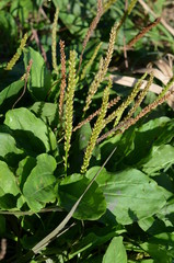 Babka zwyczajna, szerokolistna, kwiatostany i liście, Plantago major