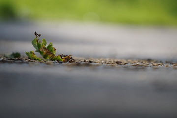 Laubblatt auf Straße