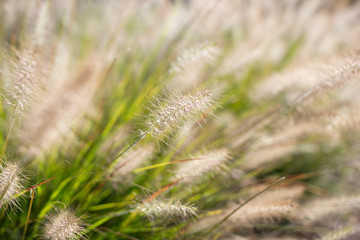 Grass seeds. Fluffy yellow spikelets of grass on a background of a bush of green grass. Shaggy pods in which there are grass seeds. Beautiful green eco background