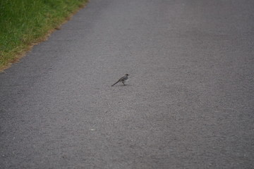 Vogel auf Strape