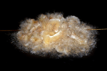 reeds isolated on white background © Ирина Палий