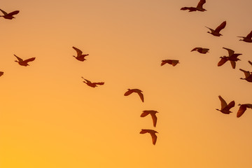 birds flying at sunset