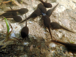 Unterwasseraufnahme von Kröten-Kaulquappen. Unterwassernahaufnahme von Kaulquappen