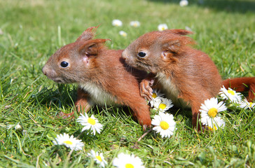 junge Eichhörnchen