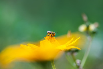 Close-up of a large striped bee sitting on a yellow flower and collects nectar on a green background on a Sunny summer day. Macro