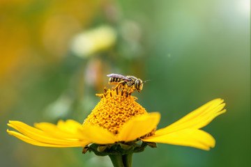 Bee. Close-up of a large striped bee sitting on a yellow flower and collects nectar on a green background on a Sunny summer day. Macro