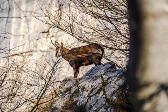 A chamois in the Italian Alps, during a fantastic winter day near the city of Lecco, Italy - February 2019.