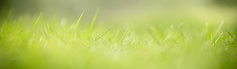 Close up of nature view green grass leaf on blurred greenery background under sunlight with bokeh and copy space using as background natural plants landscape, ecology cover concept.