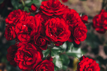 Beautiful red rose flowers in summer time. Nature background with flowering scarlet roses. Inspirational natural floral spring blooming garden or park backdrop. Beauty flower vintage retro art design.