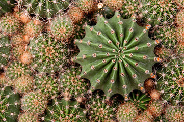 A large round cactus, shot from an ultra-perspective, surrounded by small cacti. Background of many spiny flowers.