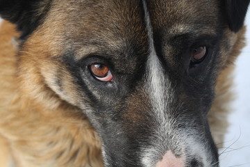 portrait of dog