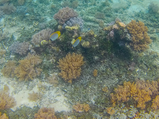 Bali underwater world on Gili Trawangan
