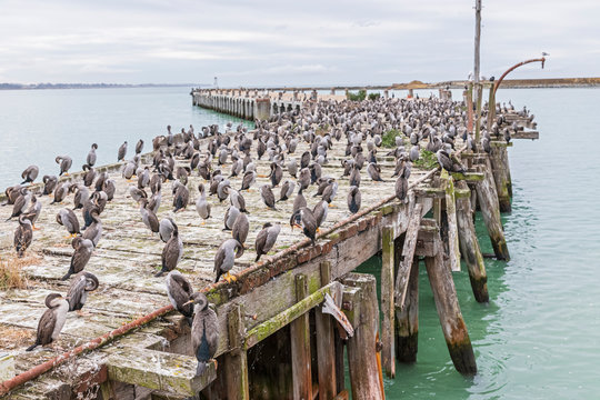 Oceania, New Zealand, South Island, Southland, Otago, Oamaru, Sumpter Wharf, Australian pied cormorants (Phalacrocorax varius) on pier
