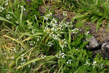 Delicate white flowers of the wild garlic