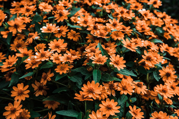 Floral blossom background. Yellow and orange spring flowers in bloom. 