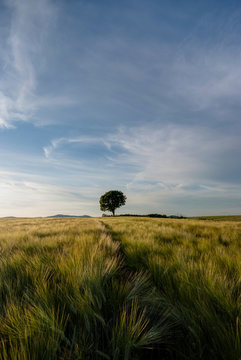 Germany, Rhineland-Palatinate, Vulkan Eifel, wheat field and single tree on the horizon