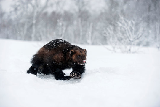 Norway, Bardu, wolverine walking through snow